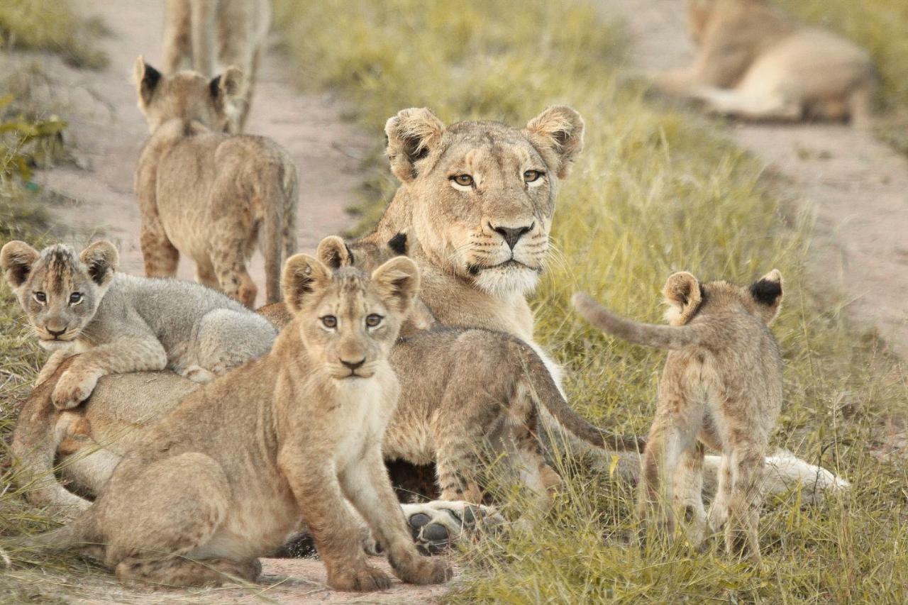 Sweni Lodge 91 Mjejane Kruger Park Hectorspruit Luaran gambar